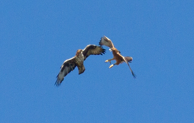 "Lubrina" (a la izquierda) juega en vuelo con una de las águilas de Bonelli jóvenes liberadas en 2021 en la Comunidad de Madrid.