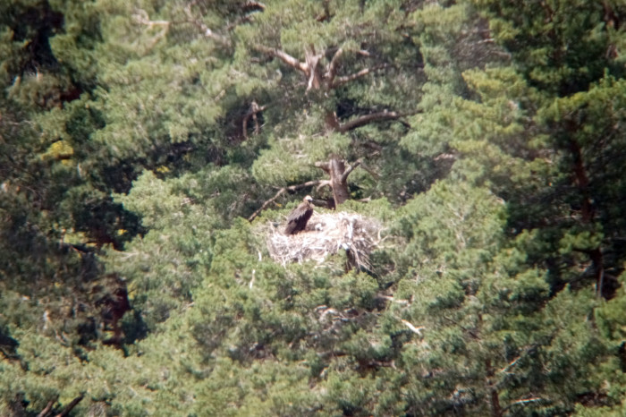 Uno de los siete nidos donde nacieron buitres negros esta temporada en la Sierra de la Demanda. Se ve a uno de los adultos con el pollo.