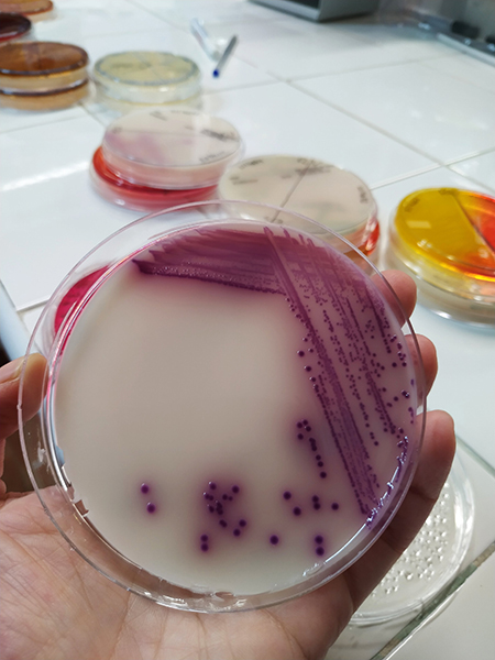 En el laboratorio de GREFA, examinando ejemplos de crecimiento bacteriano, en este caso Salmonella spp. 