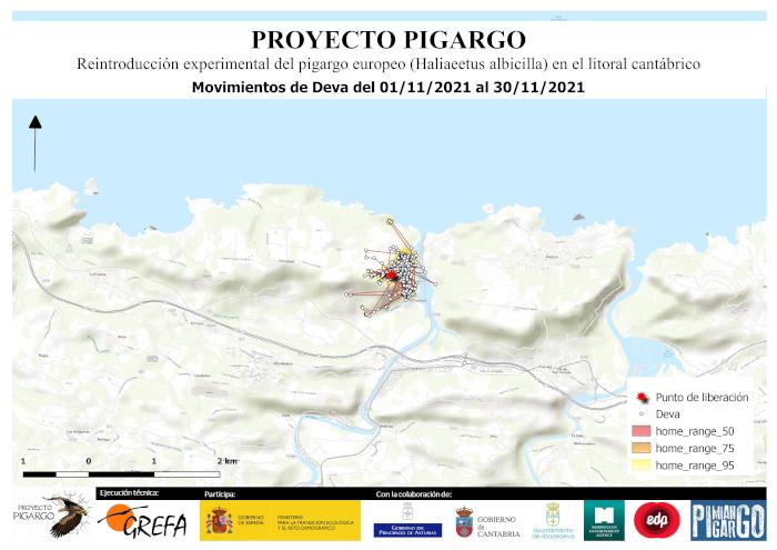 Movimientos durante noviembre de 2021 de los pigargos europeos liberados en Asturias