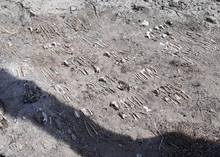 Restos óseos de aves electrocutadas encontradas por "rastreadores" de tendidos de GREFA.