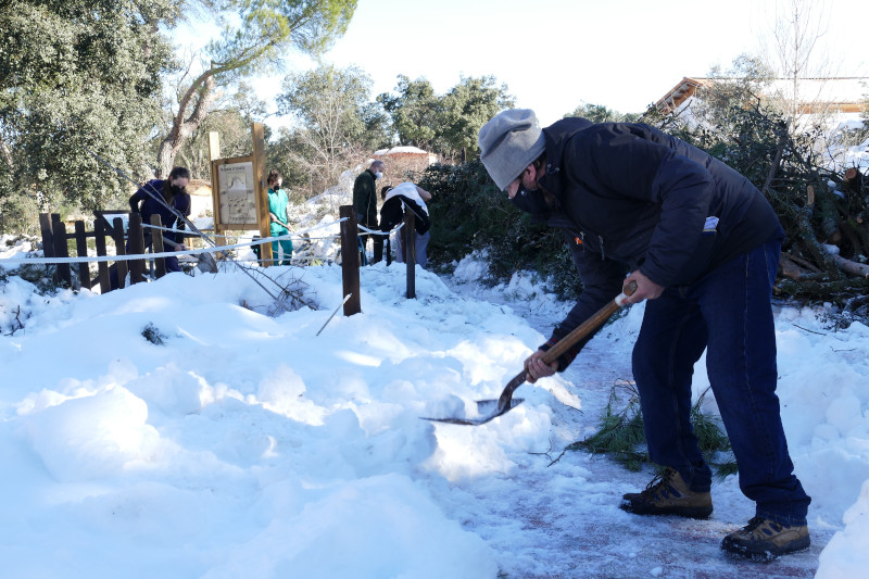 Voluntarios y trabajadores de GREFA despejan de nieve las sendas de nuestro centro.