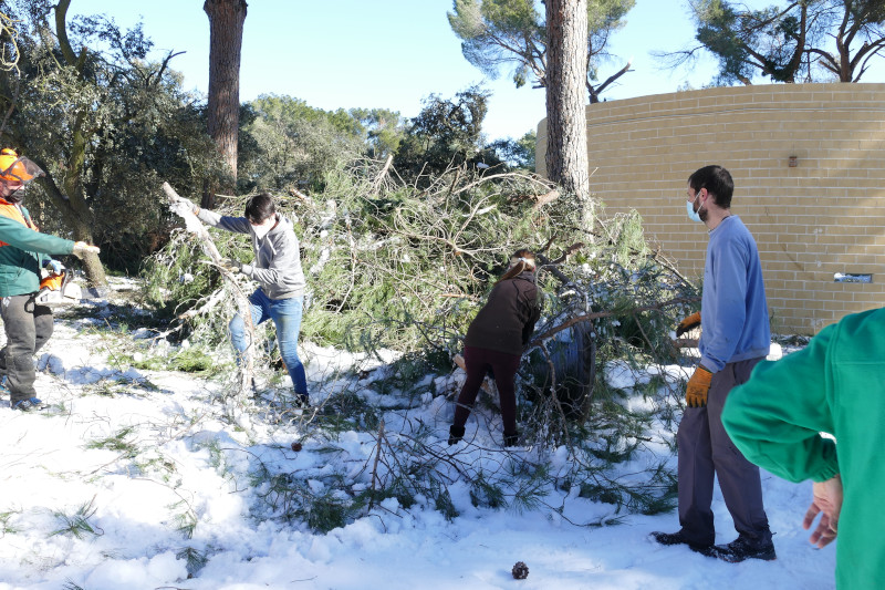 Voluntarios apilan ramas de pino en el recinto exterior del centro de recuperación de fauna de GREFA.