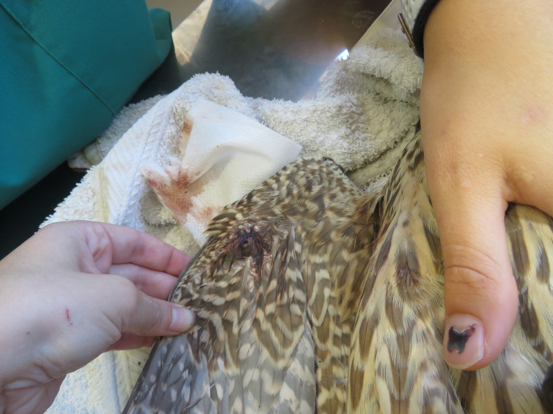 Herida producida al halcón por el disparo en el carpo de su ala derecha.