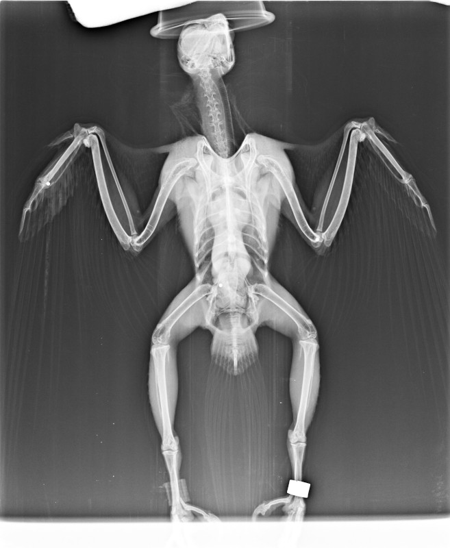 Radiografía del halcón disparado en la que pueden apreciarse varios perdigones en su cuerpo (en el ala derecha y en el abdomen).