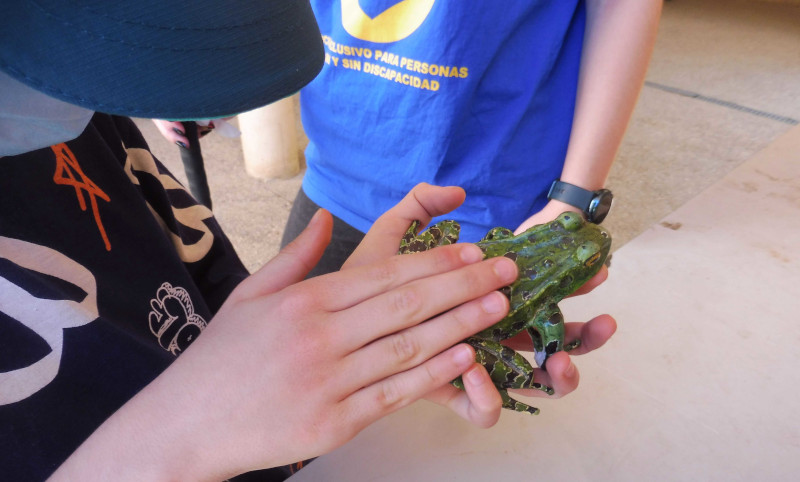 Un niño acaricia una réplica de una rana común durante un taller incluido en la visita a nuestro centro.
