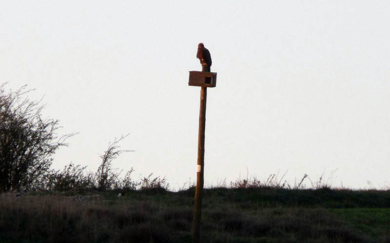 Un águila real usa el poste de un nidal de lechuza como posadero en Osorno (Palencia).