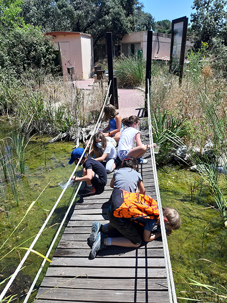 Unos niños del campamento de verano buscan invertebrados acuáticos en una de las charcas de nuestro centro.