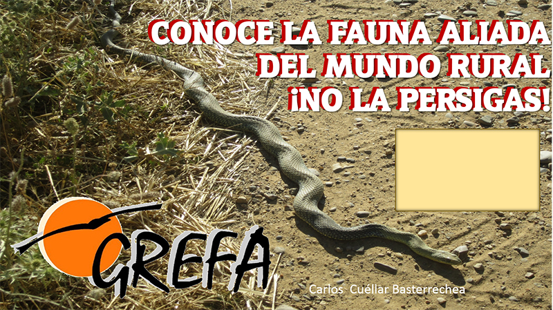 Una culebra bastarda protagoniza la imagen del cartel anunciante de la campaña itinerante de GREFA "La fauna aliada del mundo rural".