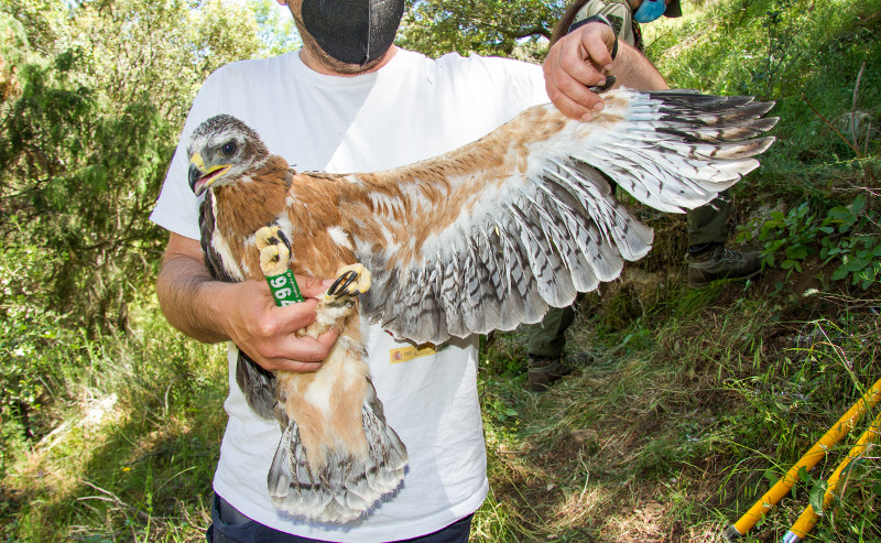 El águila de Bonelli "Travieso", durante su reciente marcaje con GPS. Este ejemplar es uno de los dos nacidos en 2021 en la Comunidad de Madrid de la pareja formada por "Haza" y "Bélmez" (ambos reintroducidos).