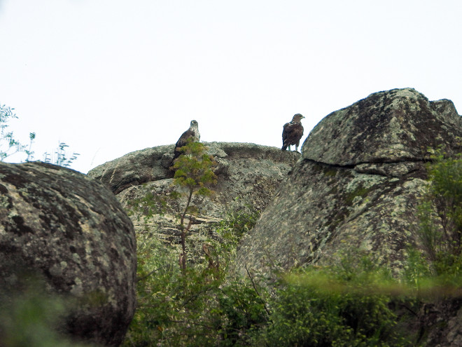 boenllis madrid006Las águilas de Bonelli reintroducidas "Alameda" y "Noalejo" son una de las cinco parejas reproductoras que nidifican en la Comunidad de Madrid, aunque en 2021 han fracasado en la cría.