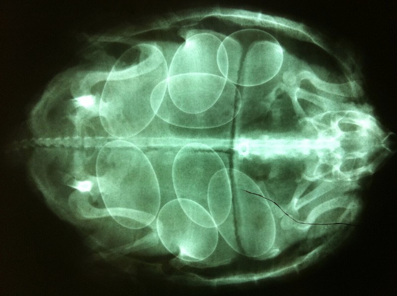 Radiografía de una hembra grávida de galápago europeo en la que se observan los huevos alojados en el interior de este ejemplar.