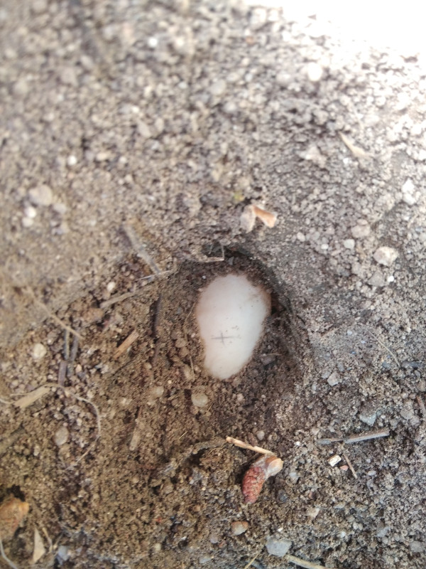 Huevo semidestapado en uno de los nidos con puesta de las hembras de galápago europeo del centro de cría de GREFA.