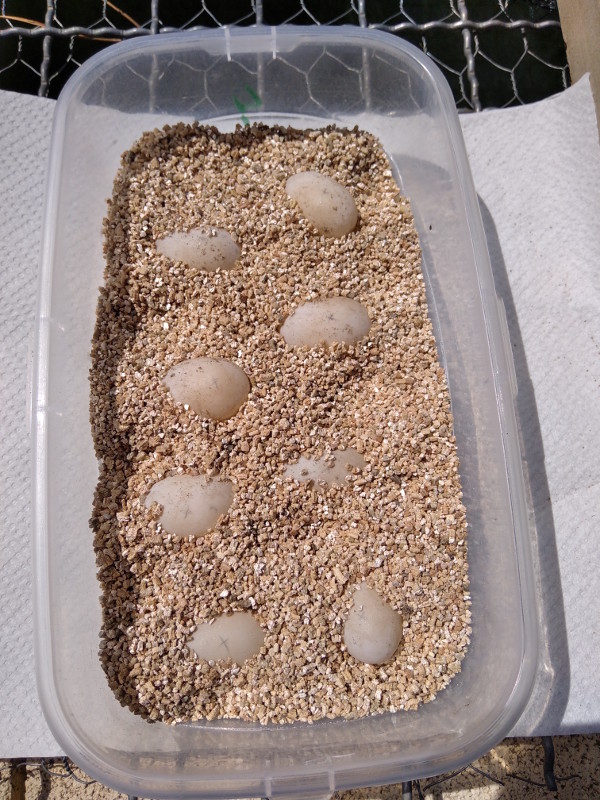 Puesta de galápago europeo colocada en un recipiente para su traslado a la incubadora de GREFA.