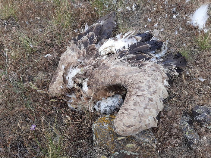 Cadáver de buitre leonado localizado el pasado 21 de junio en el entorno del CRT Ávila-Norte.