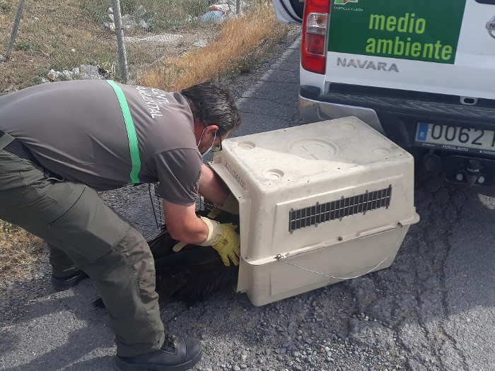 Un Agente Medioambiental de Castilla y León introduce al buitre negro afectado en un trasportín para su traslado al CRAS de Valladolid.