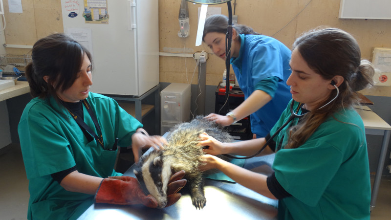 Exploración veterinaria a un tejón en el Hospital de Fauna Salvaje de GREFA. Los asistentes al curso conocerán la labor de nuestra ONG.