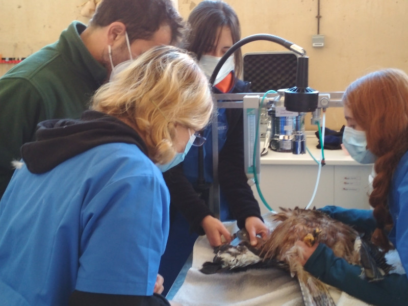 Virginia Moraleda, veterinaria de GREFA, imparte una clase de fisioterapia aplicada a la fauna salvaje.