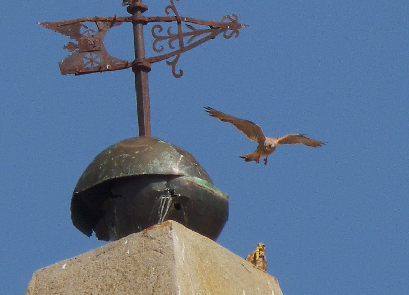 Una pareja de cernícalo primilla aporta cebas a su nido dentro de la bola de bronce en la torre de la iglesia de Gatón de Campos (Valladolid).