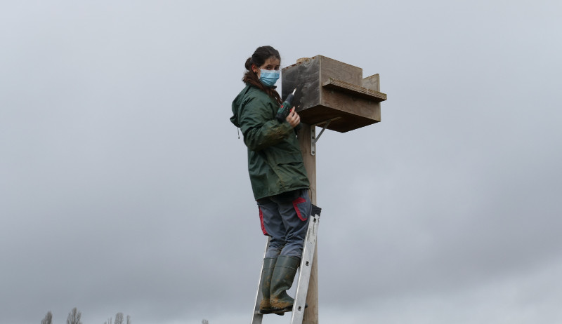 Una trabajadora de GREFA repara una caja nido de lechuza que perdió su tapa debido a los fuertes vientos.