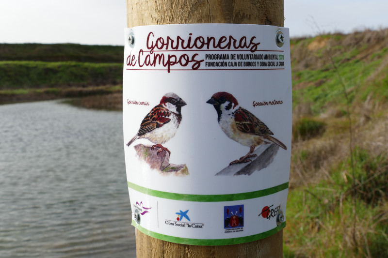 Cartel divulgativo para los nidos de gorrión en Cuenca de Campos (Valladolid), con ilustraciones de Miriam Báscones