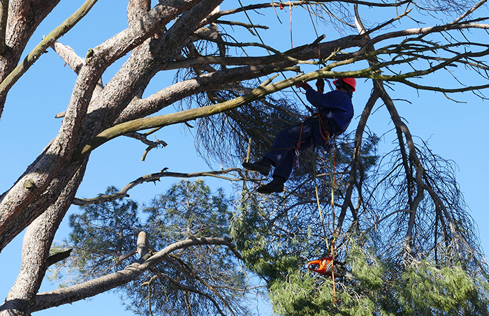 Un especialista en trabajos verticales escala a un pino para podar una gran rama rota que cuelga del árbol.