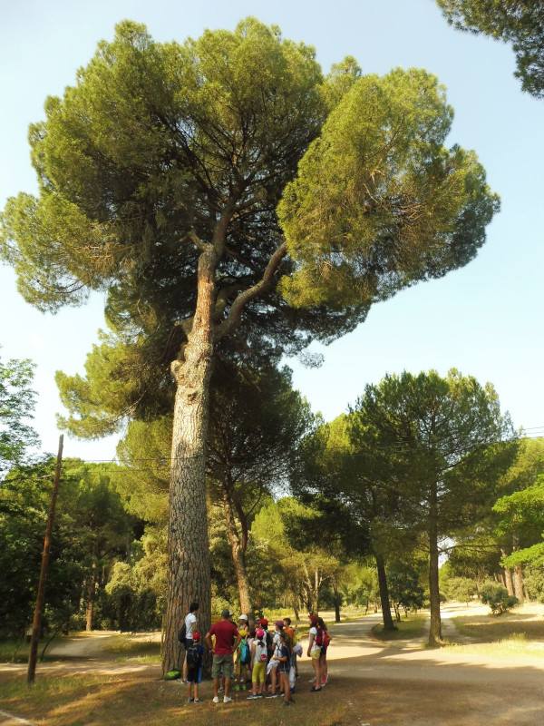 Un gran pino piñonero enmarca el escenario natural donde se desarrollan los campamentos de verano de GREFA.