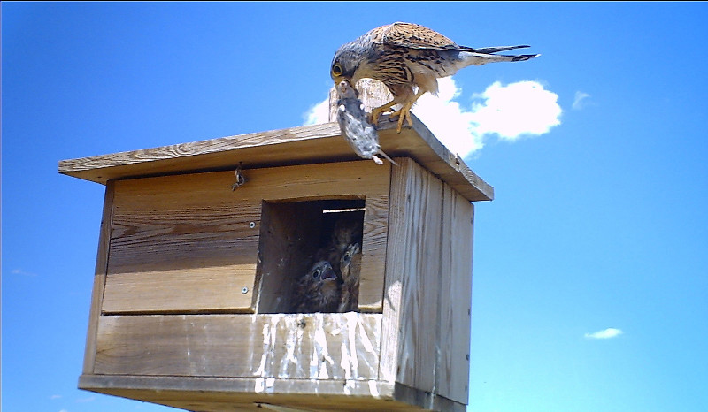 Una hembra de cernícalo vulgar aporta una presa a sus pollos en una caja nido colocada por GREFA, en un buen ejemplo de control biológico alternativo al uso de rodenticidas.
