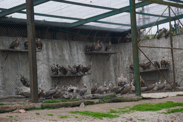 Buitres de varias especies, incluido el buitre de Rüppell, en las instalaciones del centro de recuperación de fauna CRV Jbel Moussa, en el norte de Marruecos.