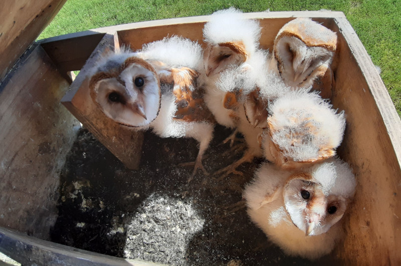 Pollos volantones de lechuza en una caja nido en Osorno (Palencia), durante la temporada de cría de 2021.