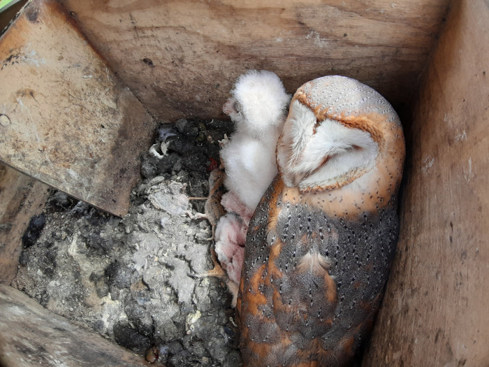 Esta hembra anillada de lechuza permaneció en el nidal con sus crías durante la revisión en Osorno (Palencia) que hicimos en la primavera de 2021.