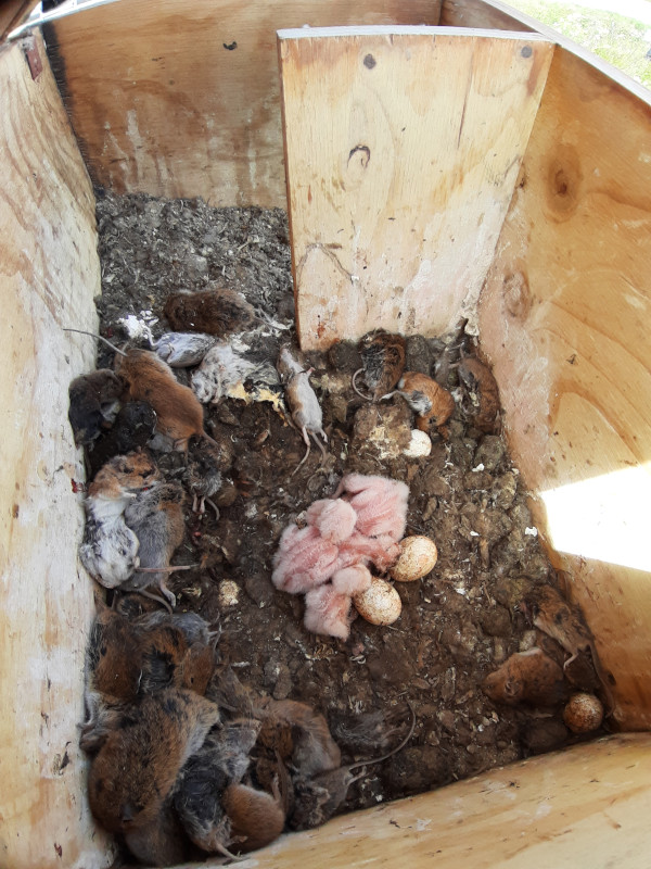 Pollos de lechuza de pocos días de edad en una caja nido, rodeados por su despensa de topillos y ratones en Villarramiel (Palencia), durante la temporada de cría de 2021.