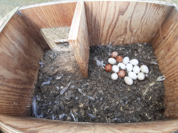 Prolífica puesta de lechuza (huevos blancos) tras conseguir criar por competencia con cernícalo vulgar (huevos rojizos), en una caja nido de Cuenca de Campos (Valladolid).