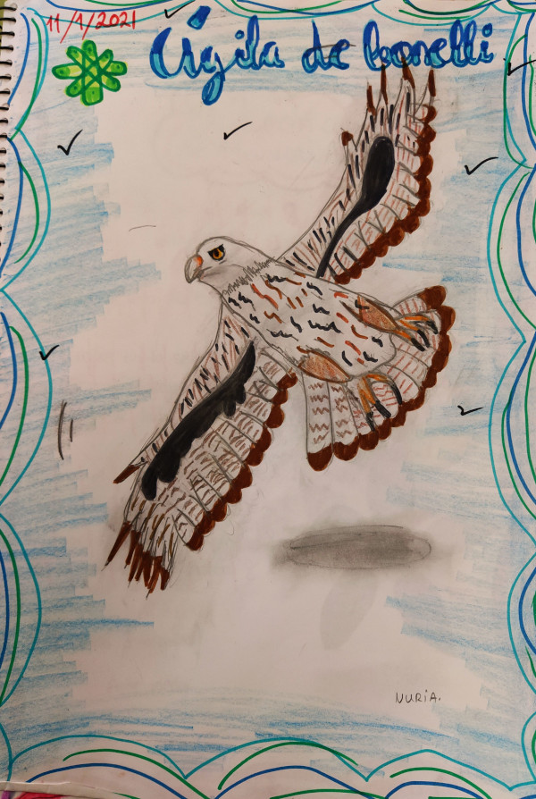 Animamos a los más jóvenes a presentar trabajos artísticos del águila de Bonelli