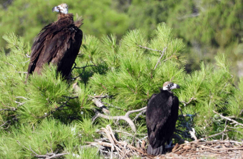 Una de las parejas de buitres negros formadas en la Sierra de la Demanda, en su nido.