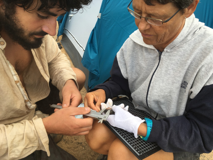 Claudia Schuster, coordinadora del proyecto, y Carlos Cuéllar, de GREFA, tomando los datos biométricos de una musaraña canaria capturada. Tras las mediciones se procedía a la identificación individual de cada ejemplar para valorar las recapturas