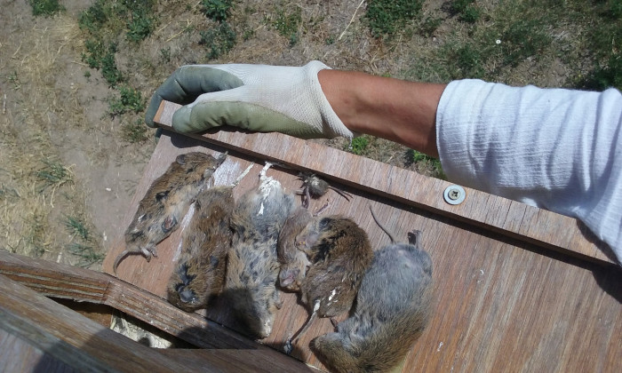 Topillos capturados por una pareja de lechuzas que ocupa una caja nido en Villalón de Campos (Valladolid).