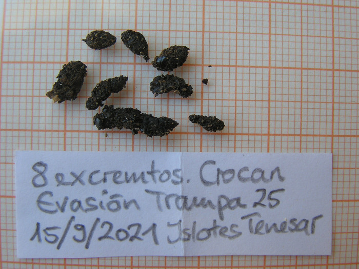 Excrementos de musaraña canaria detectados en una de las trampas donde se registró evasión de ejemplares en los muestreos en el Parque Natural de los Volcanes.
