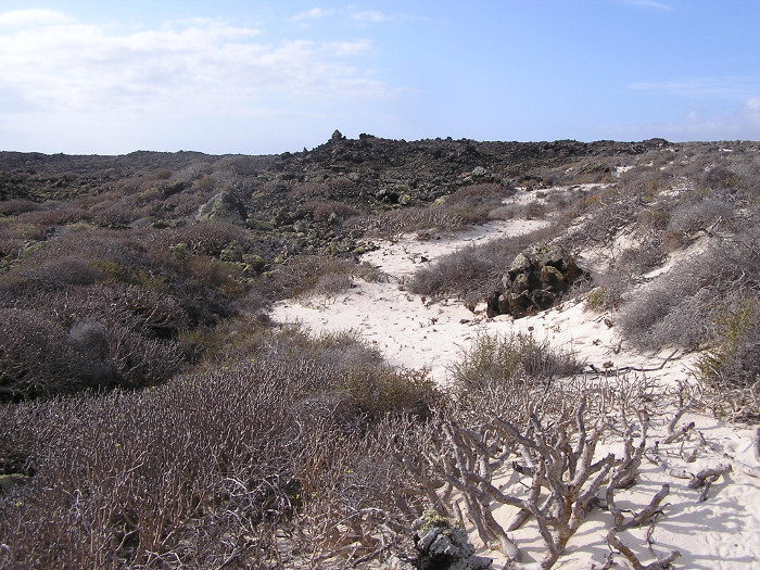 Malpaís de La Corona (Lanzarote), una de las zonas donde se llevaron a cabo los muestreos de musaraña canaria del pasado septiembre.