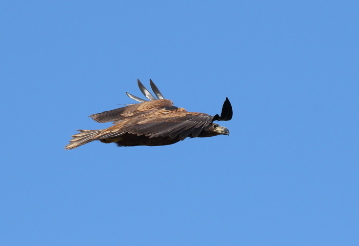 Pigargo europeo liberado en Asturias en vuelo, con su emisor GPS visible en el dorso del animal. Foto: Ilja Alexander Schroeder.