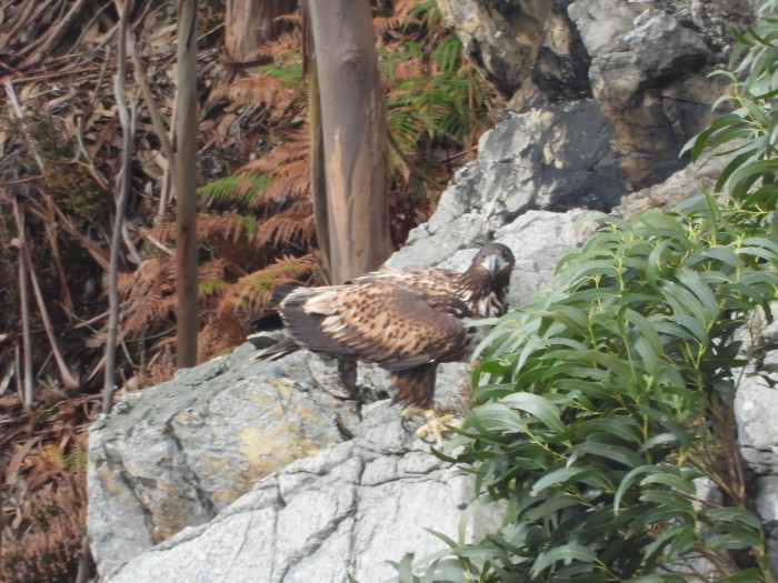 Un pigargo descansa sobre una roca en un eucaliptal de la costa oriental de Asturias.