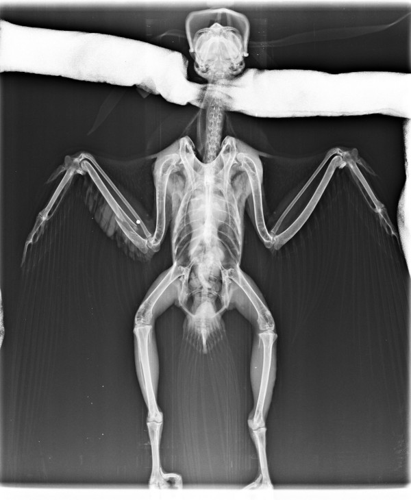 Radiografía del halcón tiroteado, donde se aprecia el perdigón que le produjo la fractura de cúbito. 