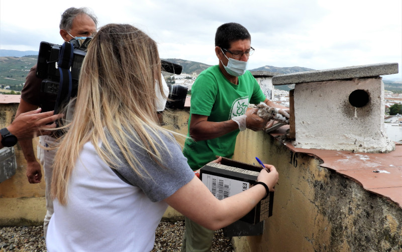 El equipo de Canal Sur capta la extracción de uno de los pollos de cernícalo primilla de su caja nido en el silo de Baena (Córdoba) para proceder a anillarlo.