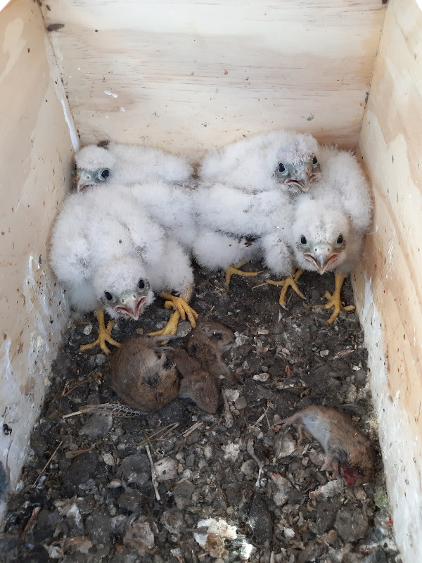 Pollos de cernícalo primilla de 2021, de algo menos de dos semanas de edad, en una caja nido cercana a la balsa de riego, con su "despensa" llena de topillos.