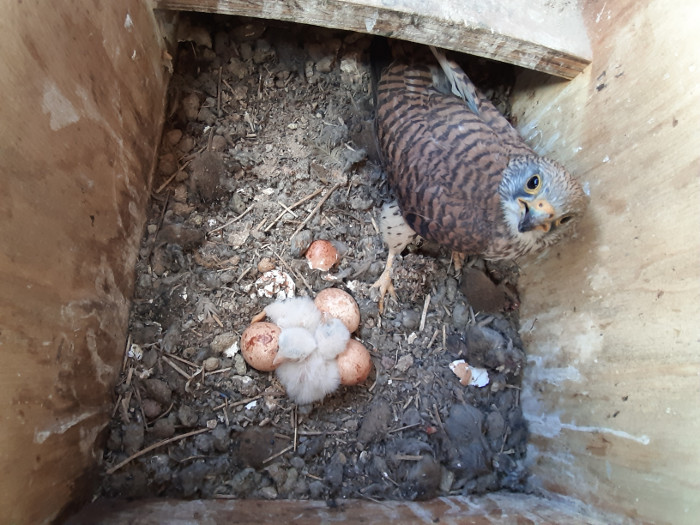 Una de las hembras de cernícalo primilla colonizadoras con sus polluelos en 2019 y pequeños topillos acumulados, en el interior de una caja nido de Villalón de Campos.