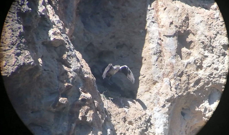El águila de Bonelli "Ivo" sale del nido que regenta actualmente en la Serra de Tramuntana. Foto: AQUILA a-LIFE.