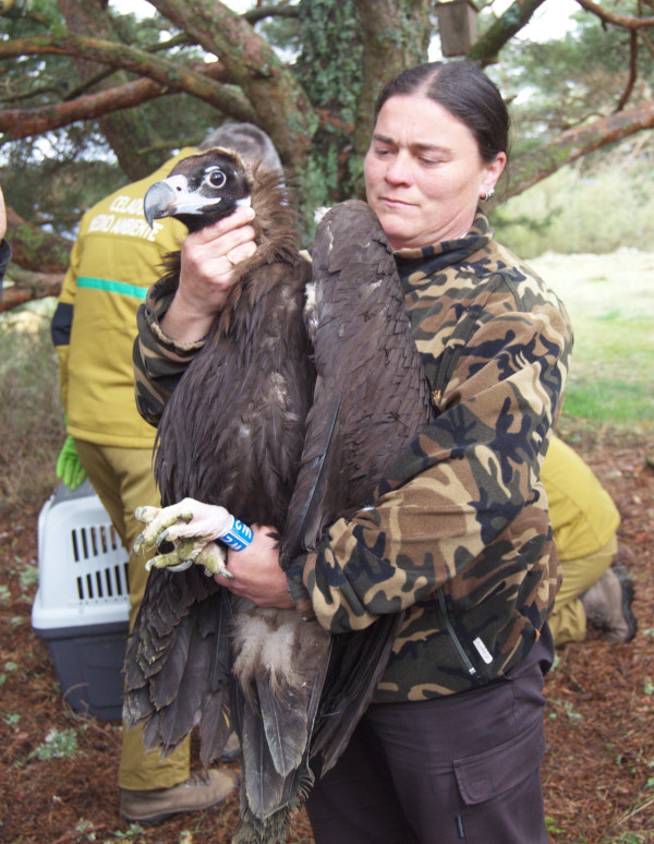 Una trabajadora de GREFA sujeta a uno de los buitres negros trasladados ayer a la zona de reintroducción de la especie en la Sierra de la Demanda.