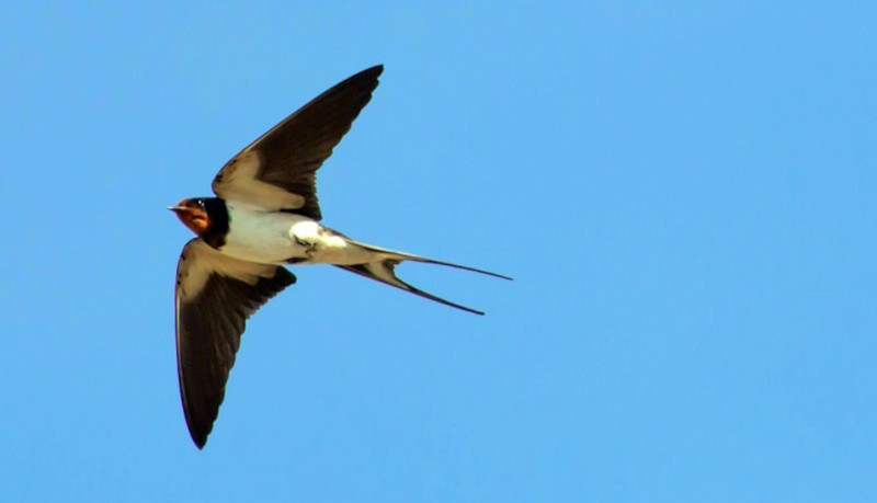 La golondrina común es una de las aves insectívoras propias de entornos rurales y urbanos. Foto: Pixabay.