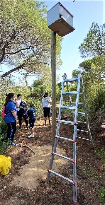 Voluntarios y operarios del Parque Metropolitano de Los Toruños y Pinar de La Algaida instalan una de las cajas nido para lechuza.