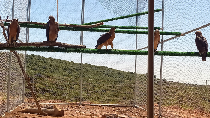Las cinco águilas de Bonelli liberadas en la sierra de Guara, cuando aún ocupaban el jaulón de aclimatación construido en la zona.